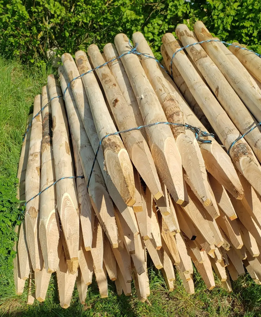 Piquets de clôture en bois de châtaignier en place dans un champ