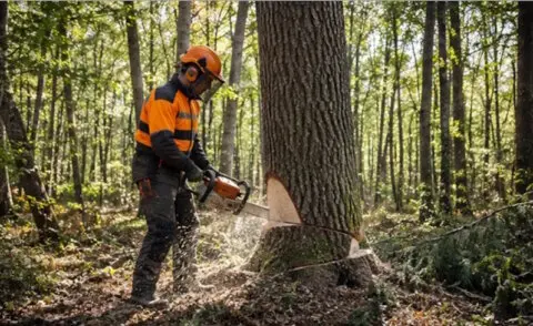 Exploitant forestier en Vendée préparant une coupe de bois